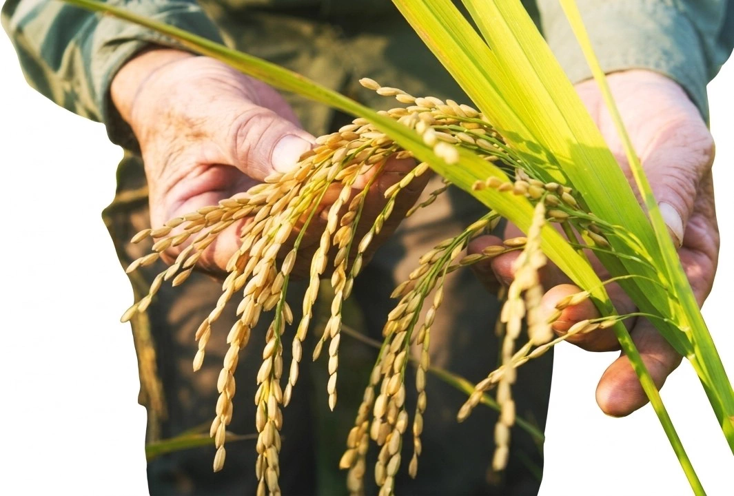 Espigas de arroz recién cosechadas de la línea arrocera de AGRATOK