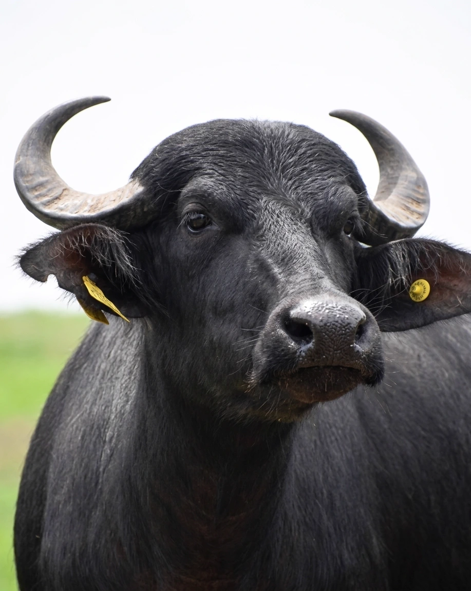 Búfalo de la línea ganadera de AGRATOK